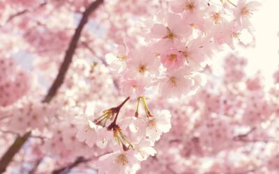 La primavera e il movimento legno: Shiatsu per il risveglio