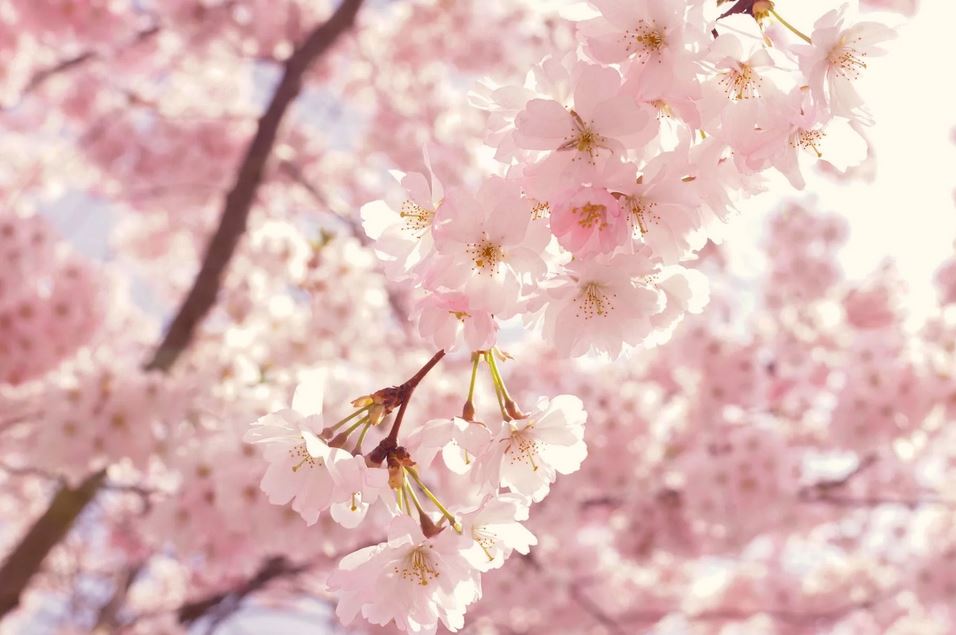 La primavera e il movimento legno: Shiatsu per il risveglio